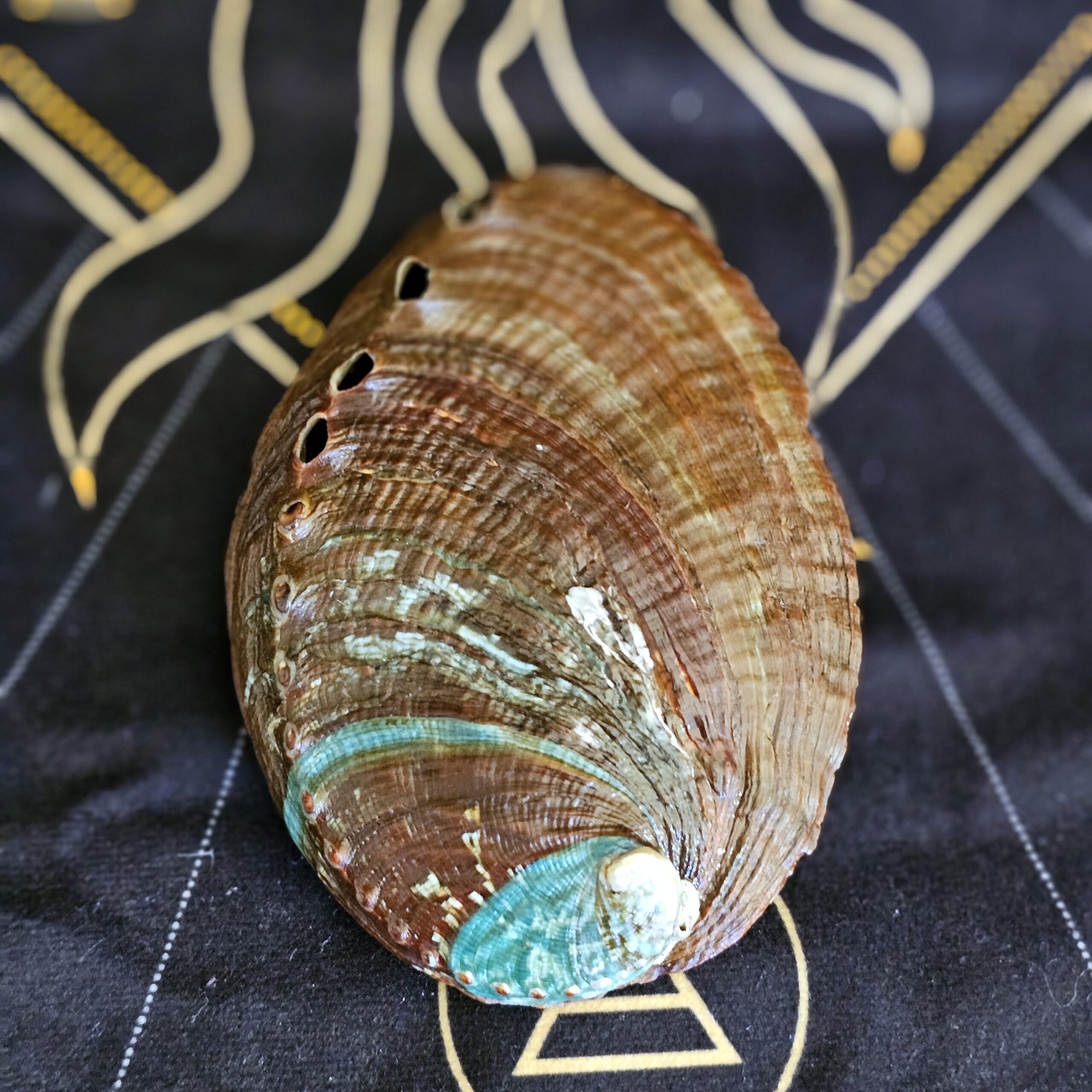 Abalone Shell - Image 3