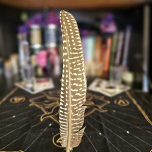 Guinea Fowl Feather
