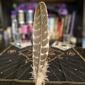 Banded Turkey Feather