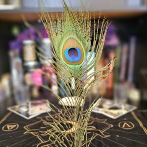 Peacock Feather