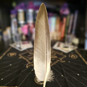 Turkey Feather