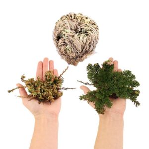 Resurrection Rose - Flower of Jericho