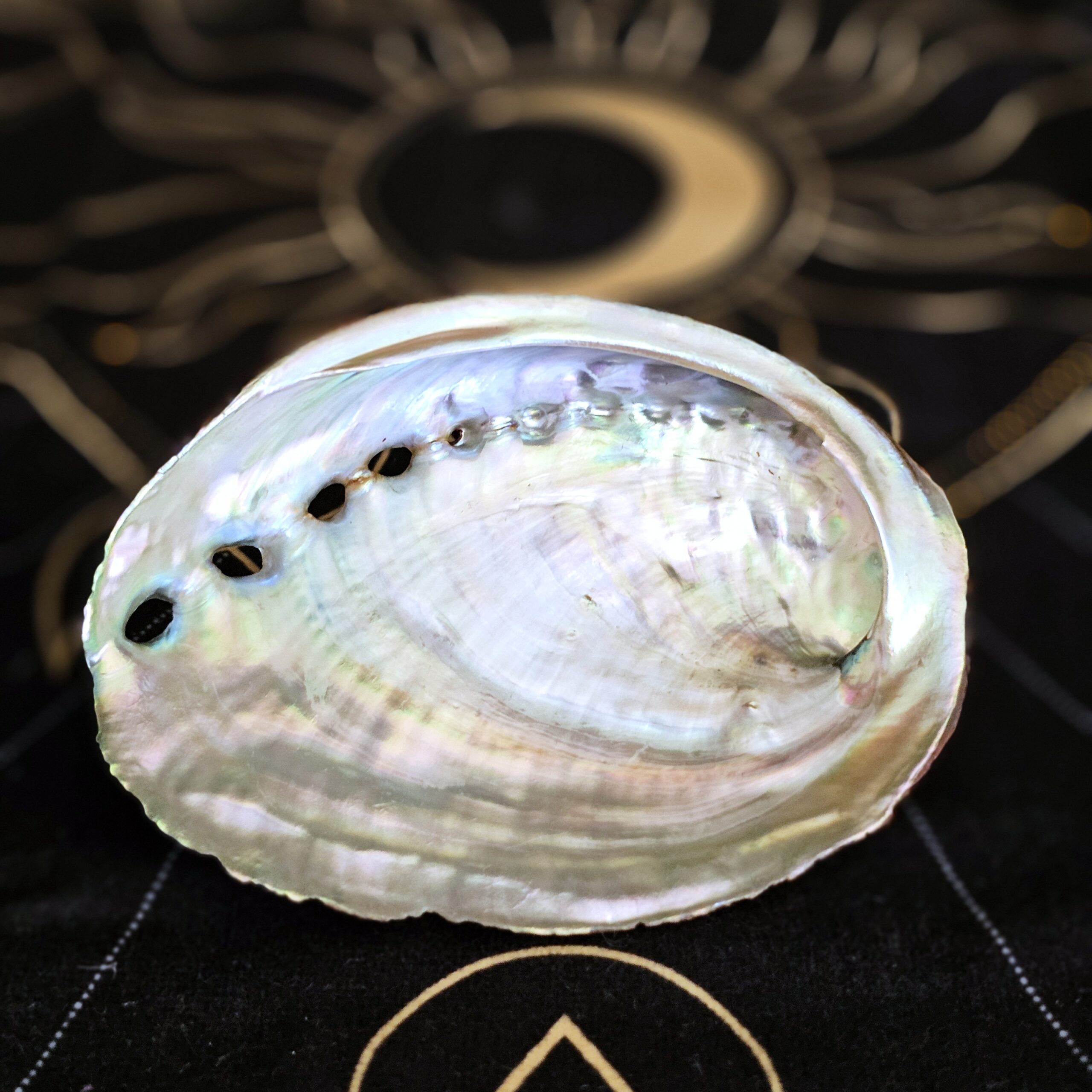 Abalone Shell - Image 2